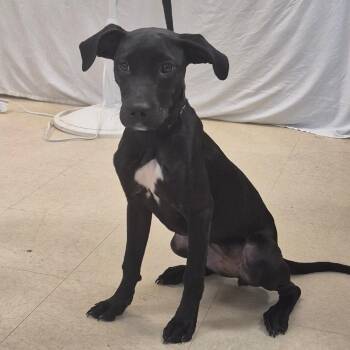 SCFL-Stray-66892 -  Mixed Breed Dog for Adoption in Lake Panasoffkee, Florida - SCFL-Stray-66892 | PetCurious