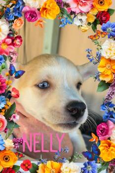 Nelly -  Chihuahua Dog for Adoption in Eugene, Oregon - Nelly | PetCurious