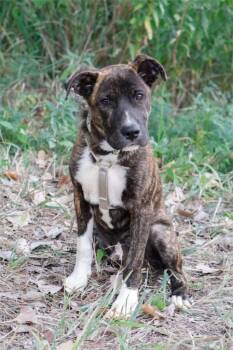 Bram -  Mixed Breed Dog for Adoption in Savage, Minnesota - Bram | PetCurious