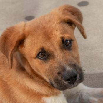 Ollie -  Australian Cattle Dog Blue Heeler Dog for Adoption in San Andreas, California - Ollie | PetCurious