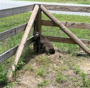 A385080 -  Pit Bull Terrier Dog for Adoption in Ocala, Florida - A385080 | PetCurious