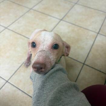 Mayor McCheese -  Dachshund Dog for Adoption in Pekin, Illinois - Mayor McCheese | PetCurious