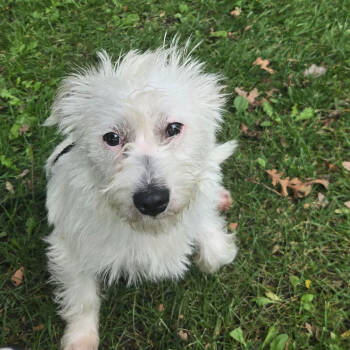 Rescue Poodle Dogs for Adoption in San Jacinto, California - Sparky | PetCurious