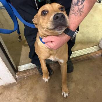 Pit Bull Terrier and Boxer Dogs Available for Adoption - Five Stars | PetCurious