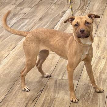 Latte -  Pit Bull Terrier and Husky Dog for Adoption in Newark, New Jersey - Latte | PetCurious
