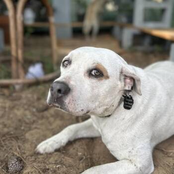 Rescue Mixed Breed Dogs for Adoption in Savannah, Georgia - Lurch | PetCurious
