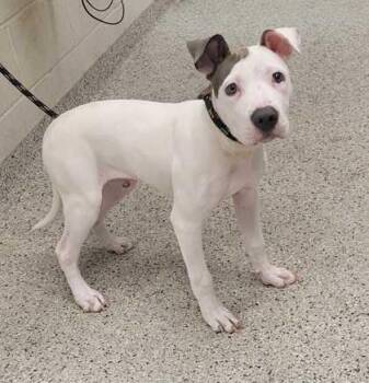 Jax -  Pit Bull Terrier and Mixed Breed Dog for Adoption in Kansas City, Missouri - Jax | PetCurious