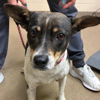 Lucy -  Terrier and Mixed Breed Dog for Adoption in Corpus Christi, Texas - Lucy | PetCurious