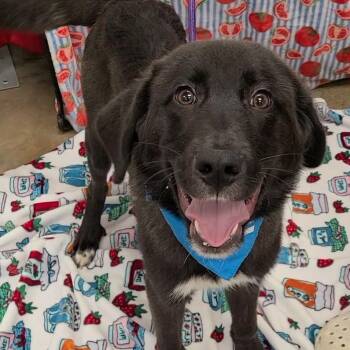 Grinch -  Mixed Breed Dog for Adoption in Woolwich, Maine - Grinch | PetCurious