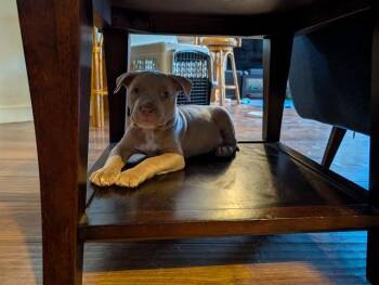DUNKIN -  Pit Bull Terrier Dog for Adoption in Palo Alto, California - DUNKIN | PetCurious