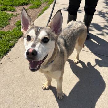 Husky Dogs Available for Adoption in Newark, New Jersey - Valentino | PetCurious
