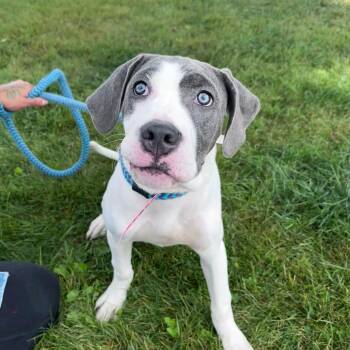Rain -  Great Dane and Mixed Breed Dog for Adoption in Oxford, Michigan - Rain | PetCurious