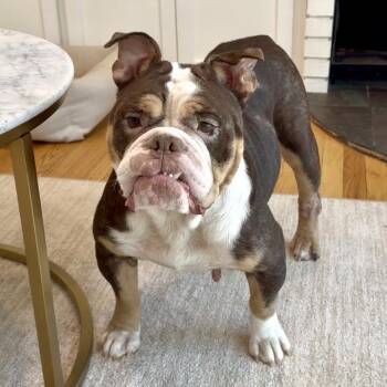 Clarice -  English Bulldog Dog for Adoption in Midlothian, Virginia - Clarice | PetCurious