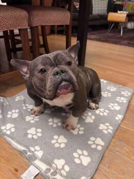Pit Bull Terrier and French Bulldog Dogs Available for Adoption in New York, New York - Xena (NY) | PetCurious