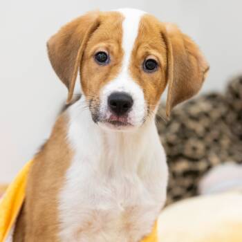 Rescue Mixed Breed Dogs for Adoption in Cartersville, Georgia - Ruby | PetCurious