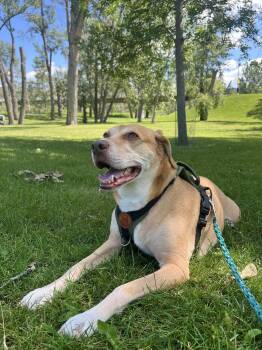 Labrador Retriever Dogs Available for Adoption - Dumpling | PetCurious