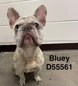 Bluey -  French Bulldog Dog for Adoption in Clarksville, Tennessee - Bluey | PetCurious