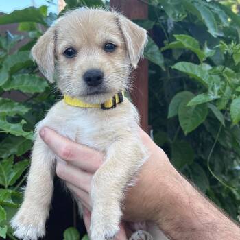 Parker -  Terrier and Poodle Dog for Adoption in San Diego, California - Parker | PetCurious