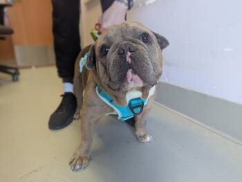 French Bulldog Dogs Available for Adoption in Santa Cruz, California - TROUBLE | PetCurious