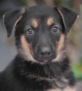 Ariel von Nala -  German Shepherd Dog Dog for Adoption in Los Angeles, California - Ariel Von Nala | PetCurious