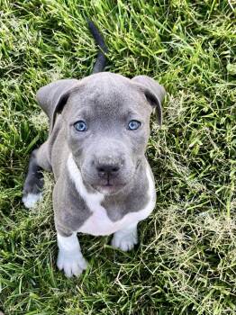 Pit Bull Terrier Dogs Available for Adoption in Salisbury, Maryland - Valley | PetCurious
