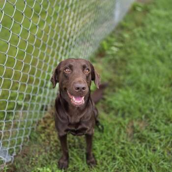 Toblerone -  Chocolate Labrador Retriever Dog for Adoption in Brookings, South Dakota - Toblerone | PetCurious