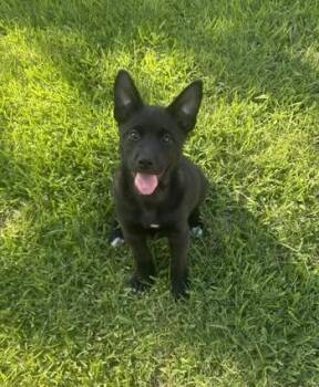 Venus -  Husky and Labrador Retriever Dog for Adoption in Rowlett, Texas - Venus | PetCurious