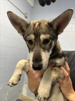 Husky Dogs Available for Adoption in Woodland, California - *NYMERIA | PetCurious