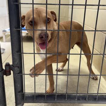 Honey Boo Boo -  Pit Bull Terrier and Hound Dog for Adoption in Clarksville, Virginia - Honey Boo Boo | PetCurious