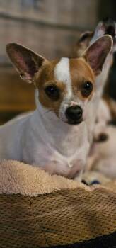 Chihuahua Dogs Available for Adoption in Tracy, California - Curly (Courtesy Post) | PetCurious