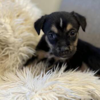 Chesapeake Bay Retriever Dogs Available for Adoption - Hank Williams | PetCurious
