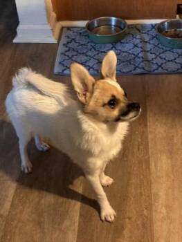 32 Chunk -  Mixed Breed Dog for Adoption in Pleasanton, California - 32 Chunk | PetCurious