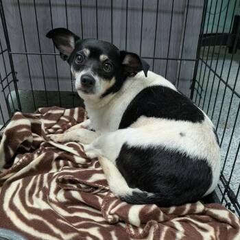 Gizmo -  Rat Terrier and Chihuahua Dog for Adoption in Greenville, Pennsylvania - Gizmo | PetCurious