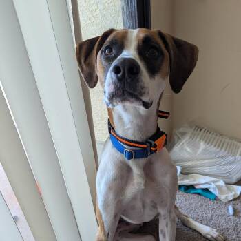Rescue Labrador Retriever and English Foxhound Dogs for Adoption in Gilbert, Arizona - Max | PetCurious