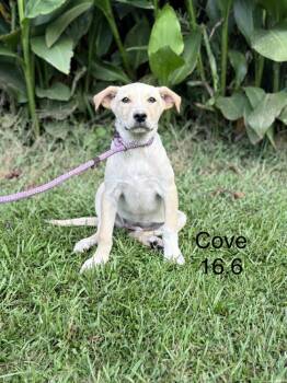Cove -  Retriever and Hound Dog for Adoption in Norfolk, Massachusetts - Cove | PetCurious