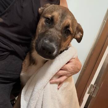 German Shepherd Dog Dogs Available for Adoption - INDIE! | PetCurious