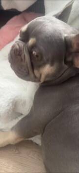 French Bulldog Dogs Available for Adoption in Boca Raton, Florida - Marshall  | PetCurious