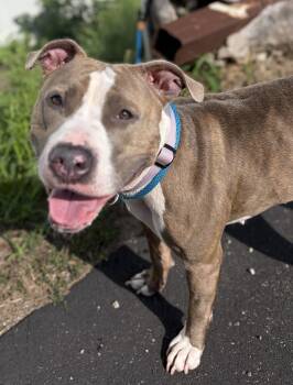Maci -  Pit Bull Terrier Dog for Adoption in Mckeesport, Pennsylvania - Maci | PetCurious