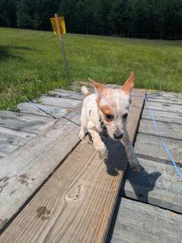 Jacob -  Australian Cattle Dog Blue Heeler Dog for Adoption in South Hempstead, New York - Jacob | PetCurious