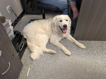 Rescue Great Pyrenees Dogs for Adoption in Bountiful, Utah - Maycee | PetCurious