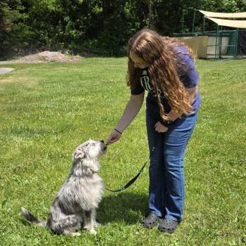 Mickey -  Pomeranian and Husky Dog for Adoption in Michigan City, Indiana - Mickey | PetCurious