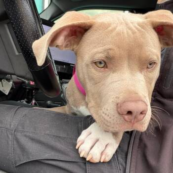 Pit Bull Terrier Dogs Available for Adoption in Galveston, Texas - Rogue | PetCurious