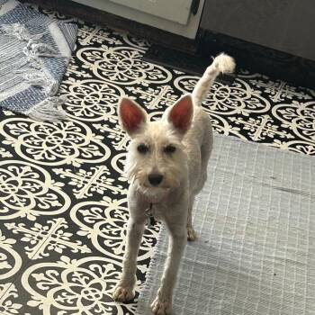 BRIGITA -  Schnauzer and Mixed Breed Dog for Adoption in Waterford, New Jersey - BRIGITA | PetCurious
