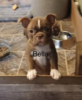 Bella -  French Bulldog and Boston Terrier Dog for Adoption in Glenwood City, Wisconsin - Bella | PetCurious