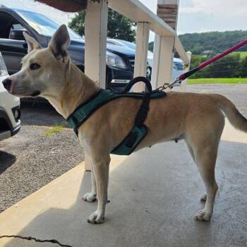 Sally -  Mixed Breed Dog for Adoption in Jefferson City, Tennessee - Sally | PetCurious