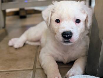 Rescue Australian Cattle Dog Blue Heeler and Mixed Breed Dogs for Adoption in Richardson, Texas - Ross | PetCurious