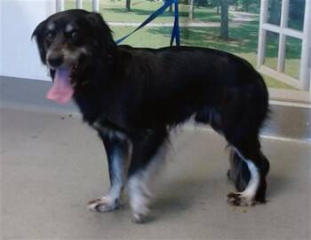 COLOCHO -  Cocker Spaniel Dog for Adoption in San Francisco, California - COLOCHO | PetCurious