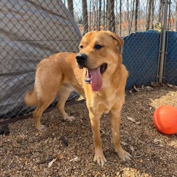 Great Pyrenees Dogs Available for Adoption in Charlottesville, Virginia - Scoobie | PetCurious