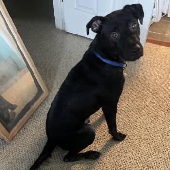 Chance -  Mixed Breed Dog for Adoption in Volcano, Hawaii - Chance | PetCurious
