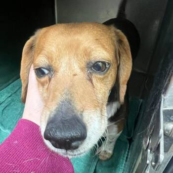 Mixed Breed Dogs Available for Adoption - Tammy Wynette | PetCurious